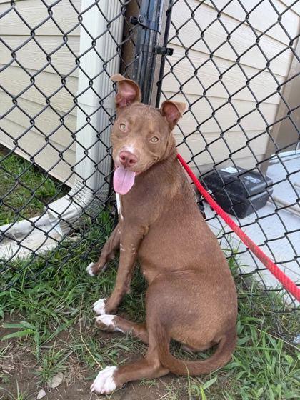 Enlarge Corena, a Adoptable mixed breed in Sevierville, TN image 2/3