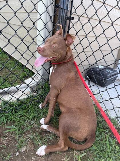 Enlarge Corena, a Adoptable mixed breed in Sevierville, TN image 3/3