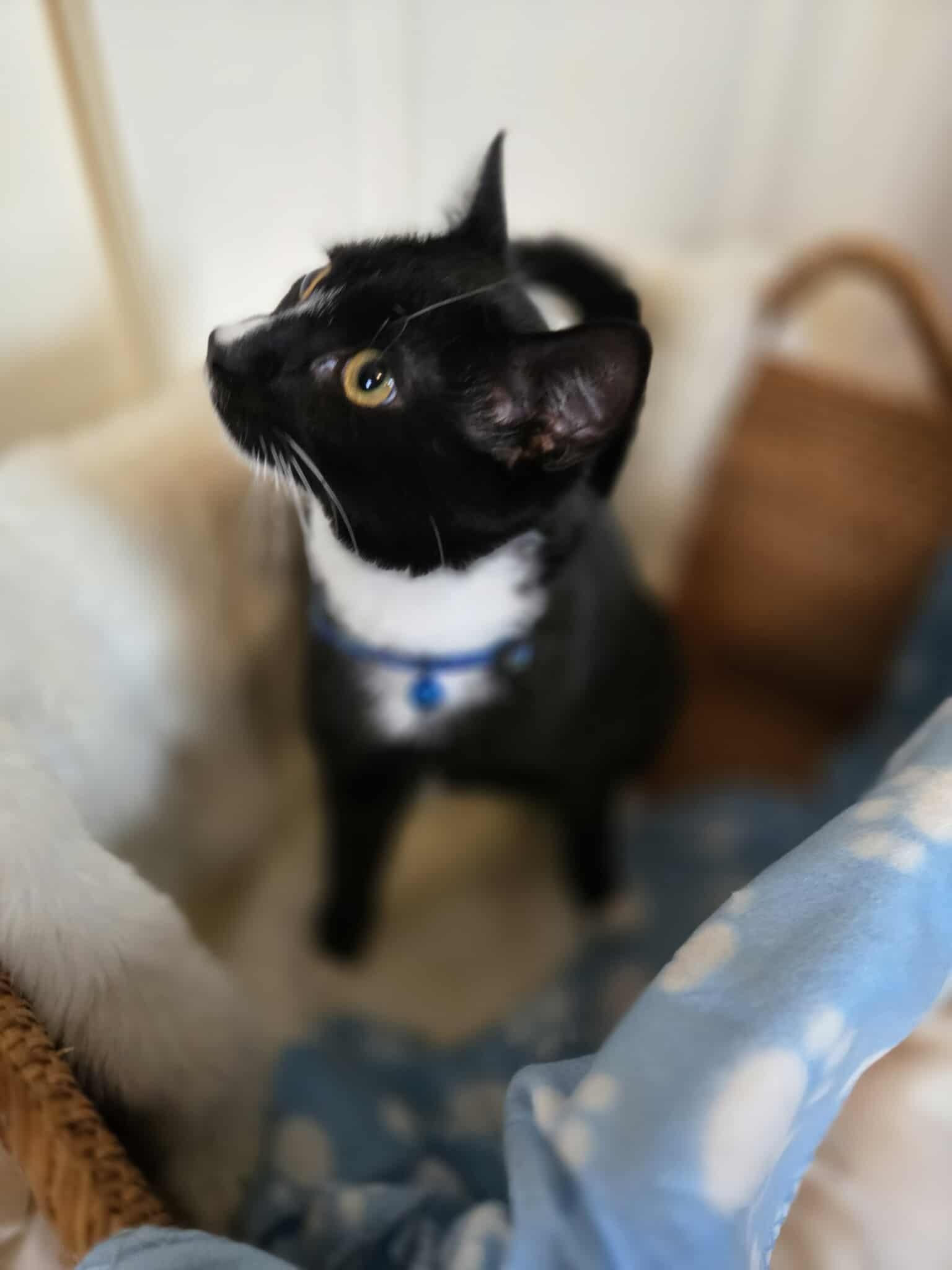 TOMMY, a Adoptable mixed breed in Bridgewater, NJ image 3/6