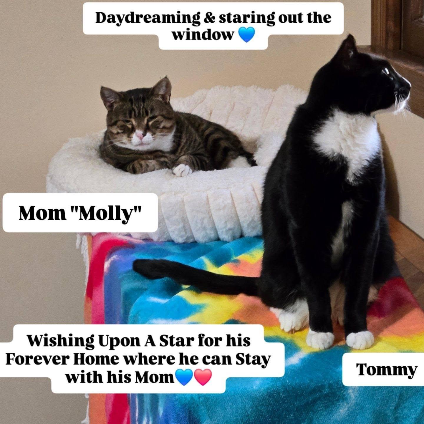 TOMMY, Adoptable, Kitten Male Domestic Short Hair.