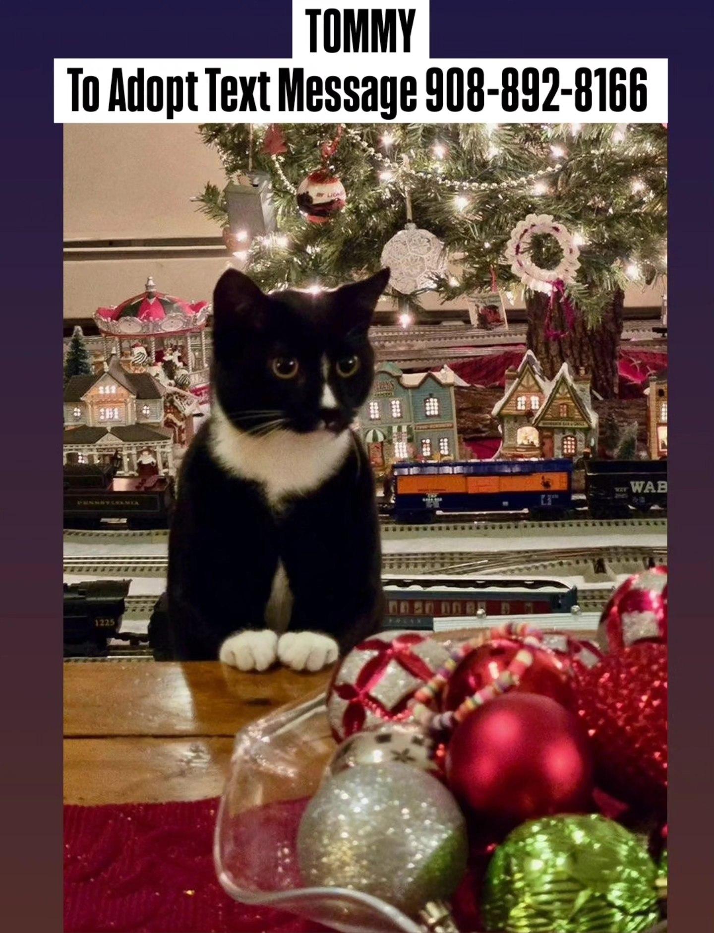 TOMMY, Adoptable, Kitten Male Domestic Short Hair.