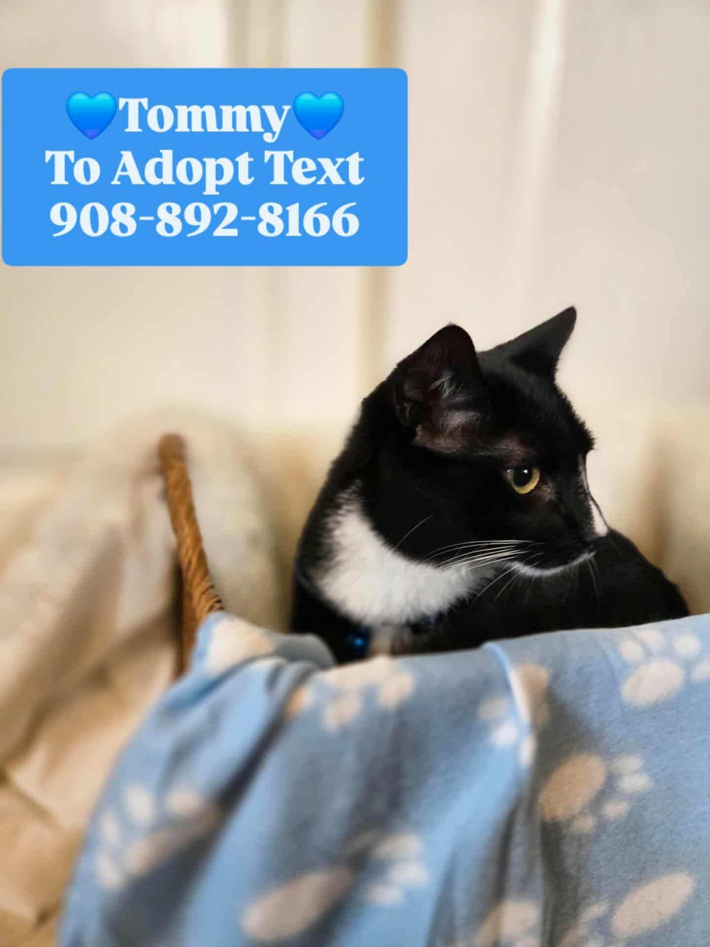 TOMMY, a Adoptable mixed breed in Bridgewater, NJ image 6/6