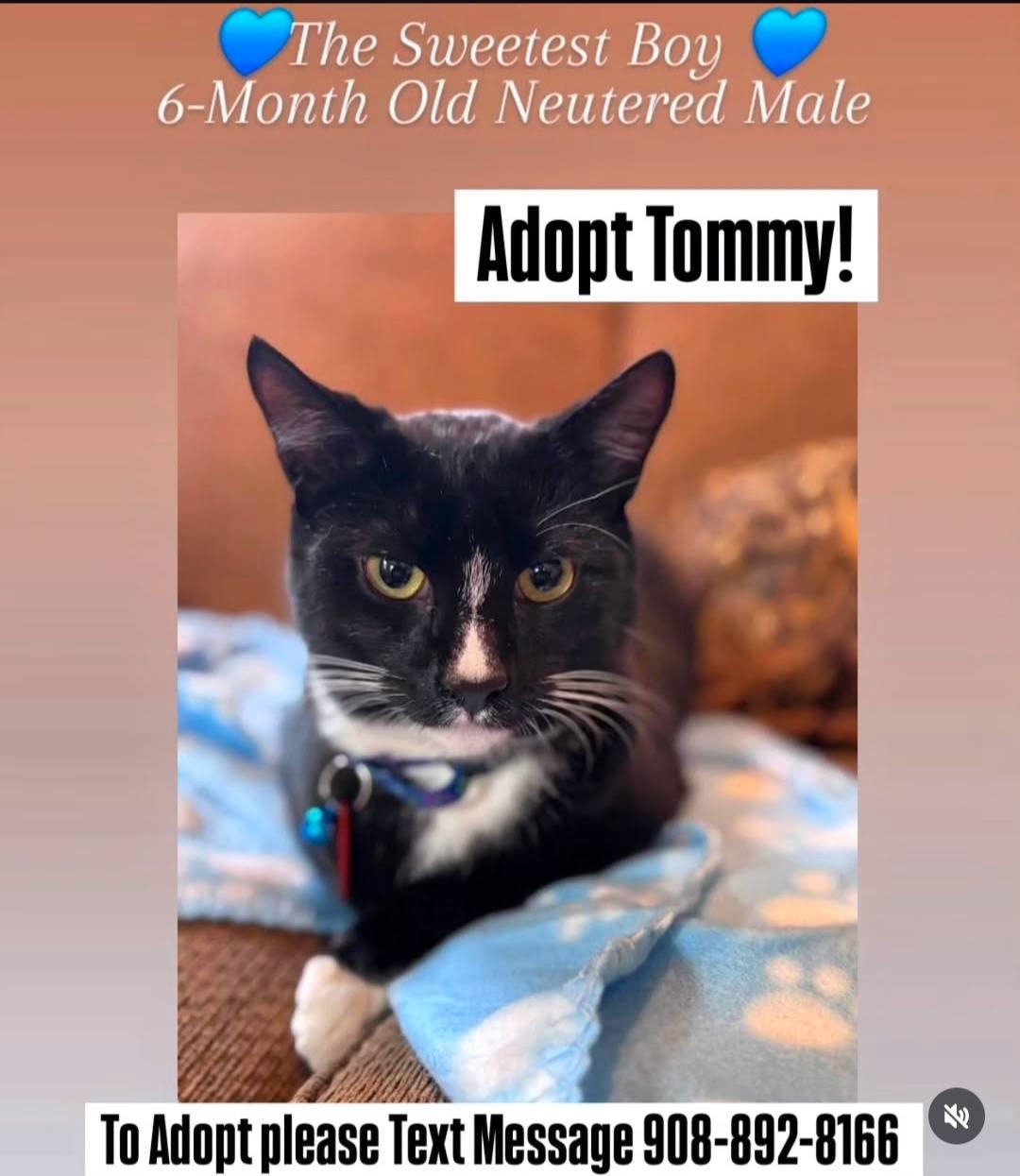 Enlarge TOMMY, a Adoptable mixed breed in Bridgewater, NJ image 1/4