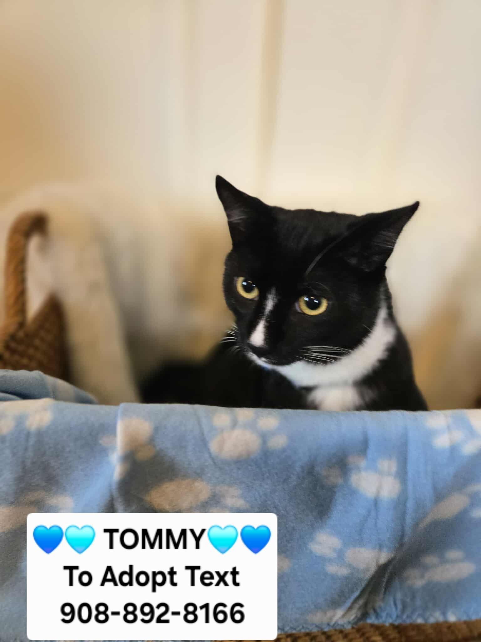 TOMMY, a Adoptable mixed breed in Bridgewater, NJ image 3/6