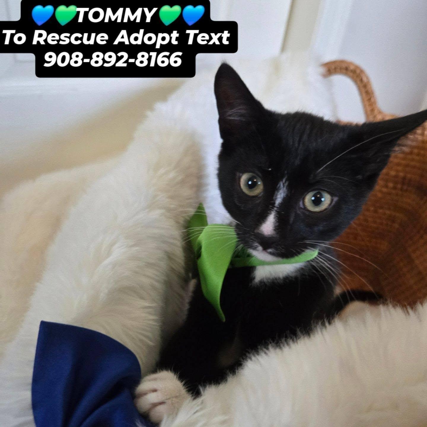 Enlarge TOMMY, a Adoptable mixed breed in Bridgewater, NJ image 3/4