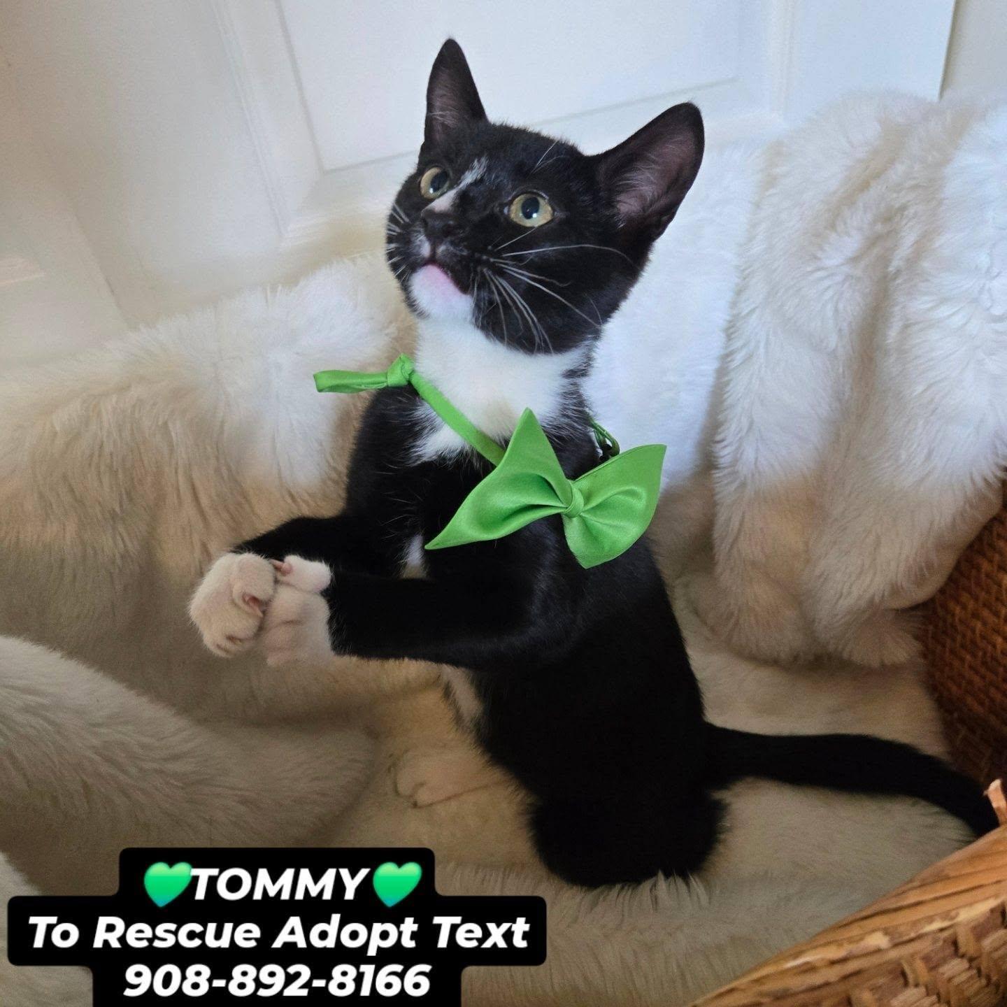 TOMMY, a Adoptable mixed breed in Bridgewater, NJ image 4/6