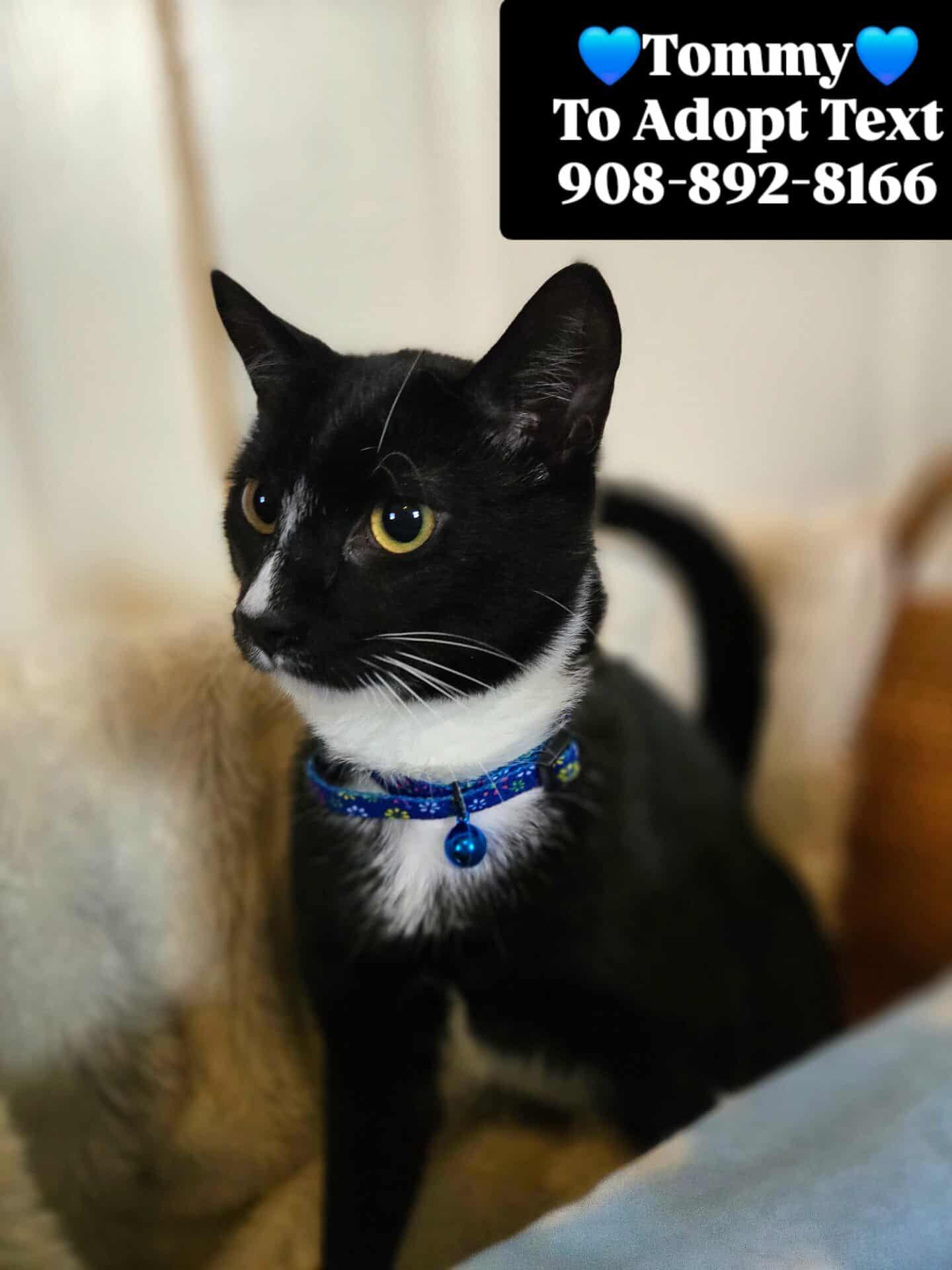 TOMMY, a Adoptable mixed breed in Bridgewater, NJ image 5/6