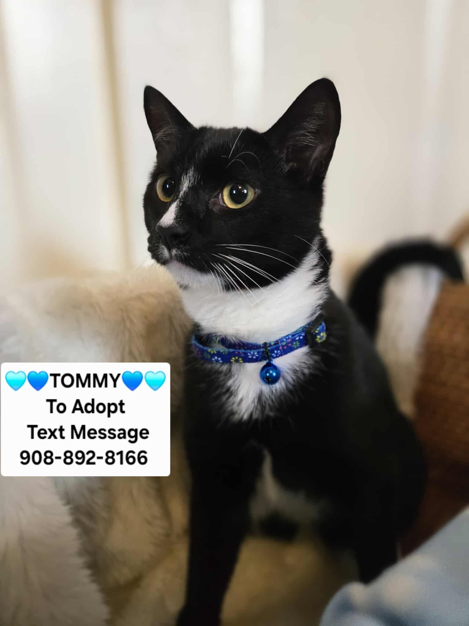 TOMMY, a Adoptable mixed breed in Bridgewater, NJ image 5/6