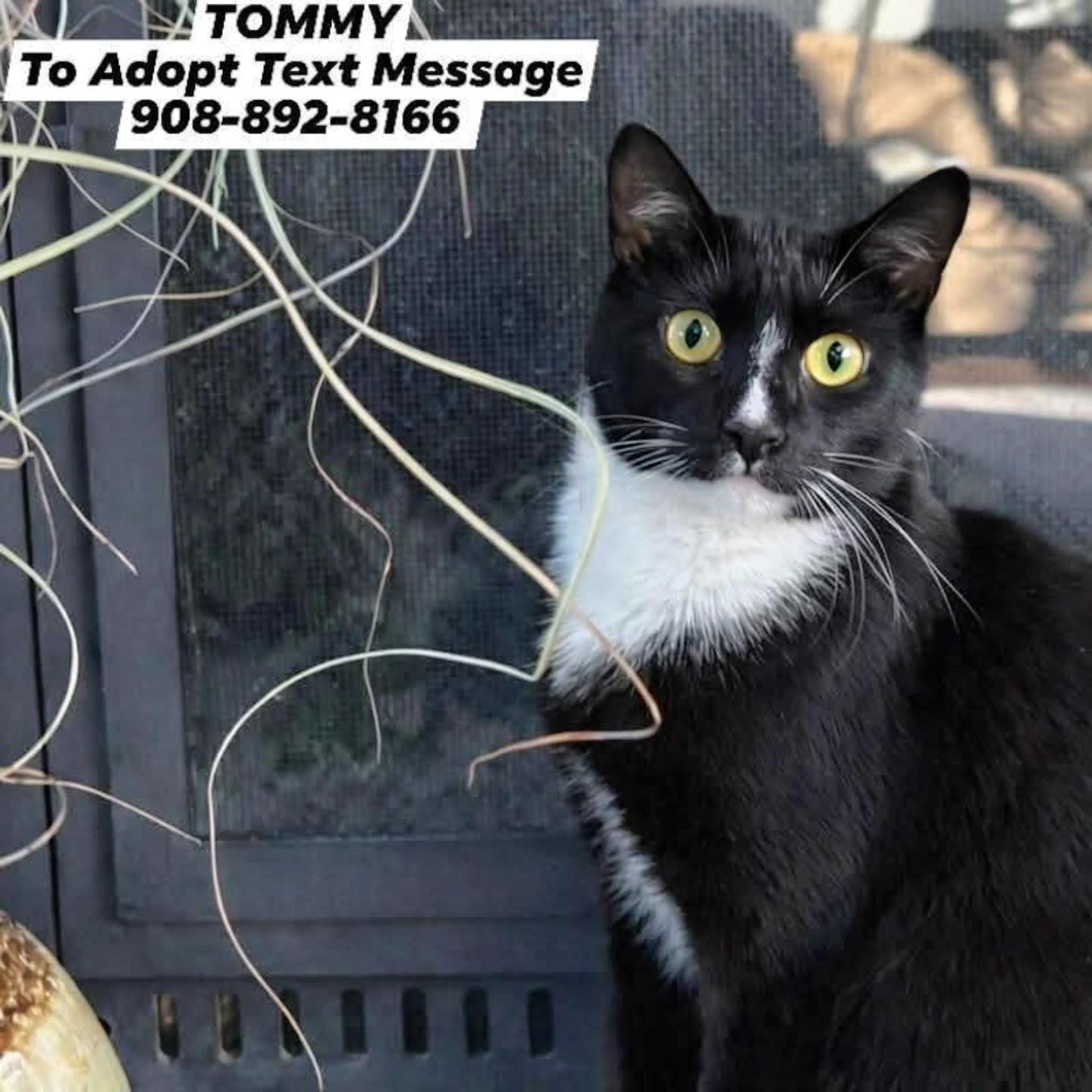 TOMMY, Adoptable, Adult Male Domestic Short Hair.