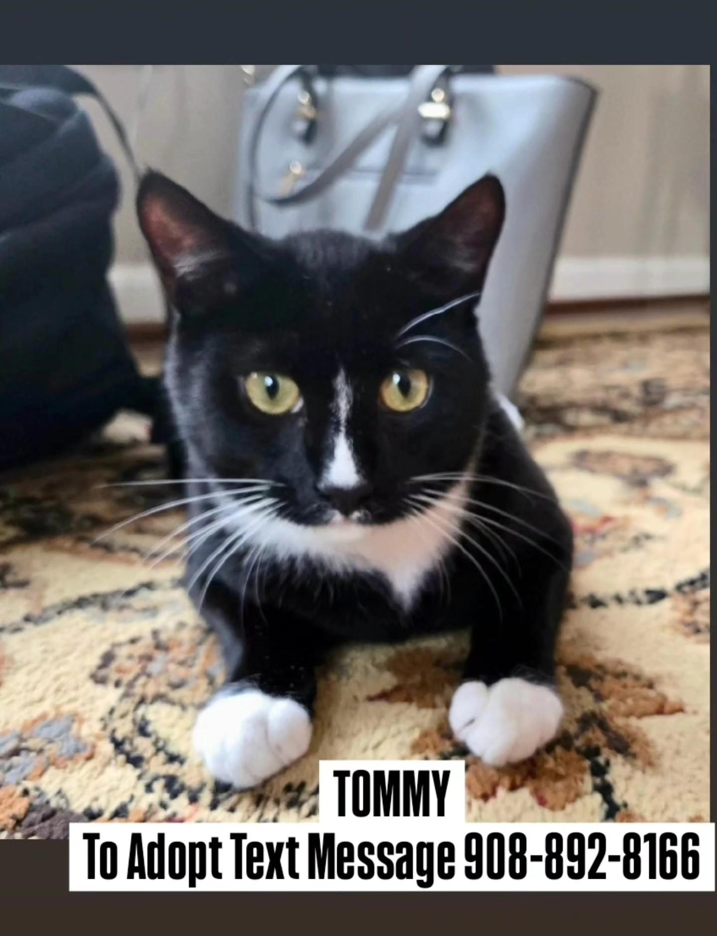 Enlarge TOMMY, a Adoptable mixed breed in Bridgewater, NJ image 2/4