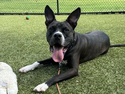 Toulouse, Adoptable, Adult Male Pit Bull Terrier & Mixed Breed.