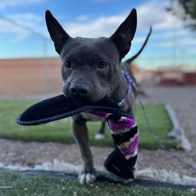 Angela, Adoptable, Adult Female American Staffordshire Terrier.