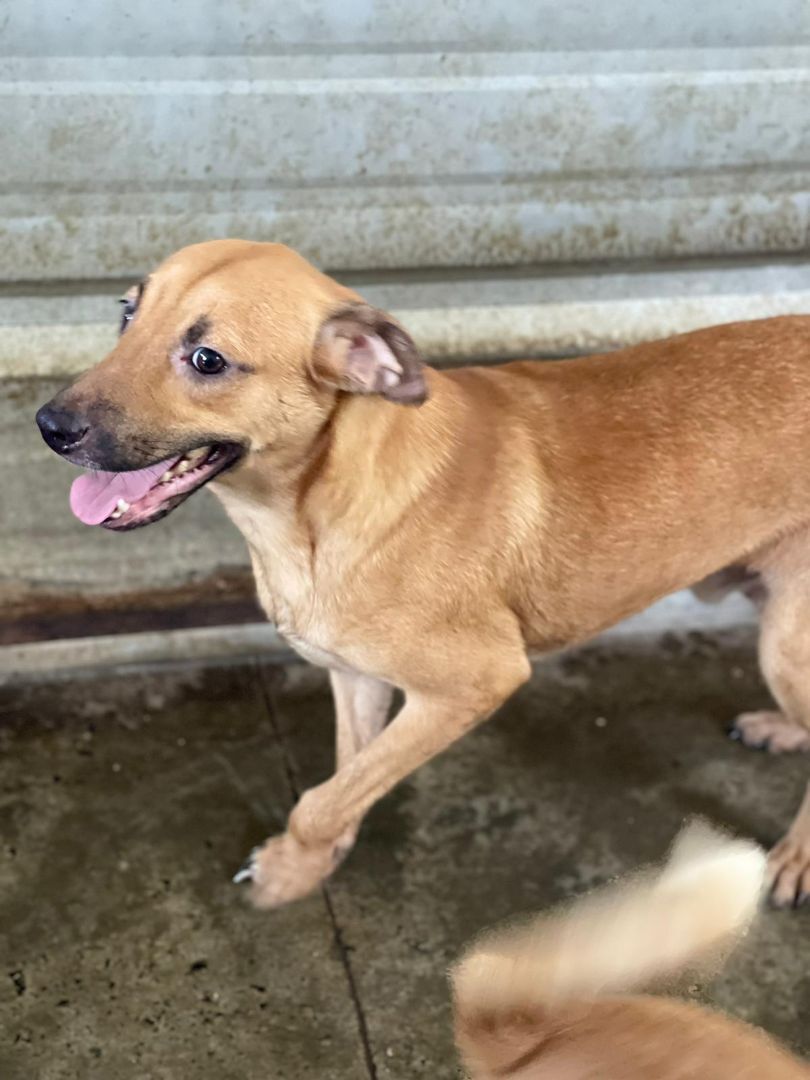 Lino, a Adoptable mixed breed in San Juan, PR image 1/6