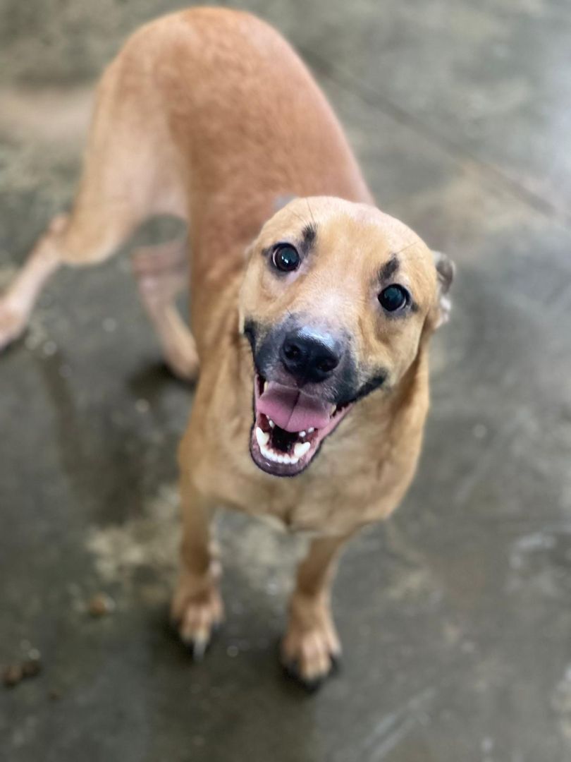 Lino, a Adoptable mixed breed in San Juan, PR image 2/6