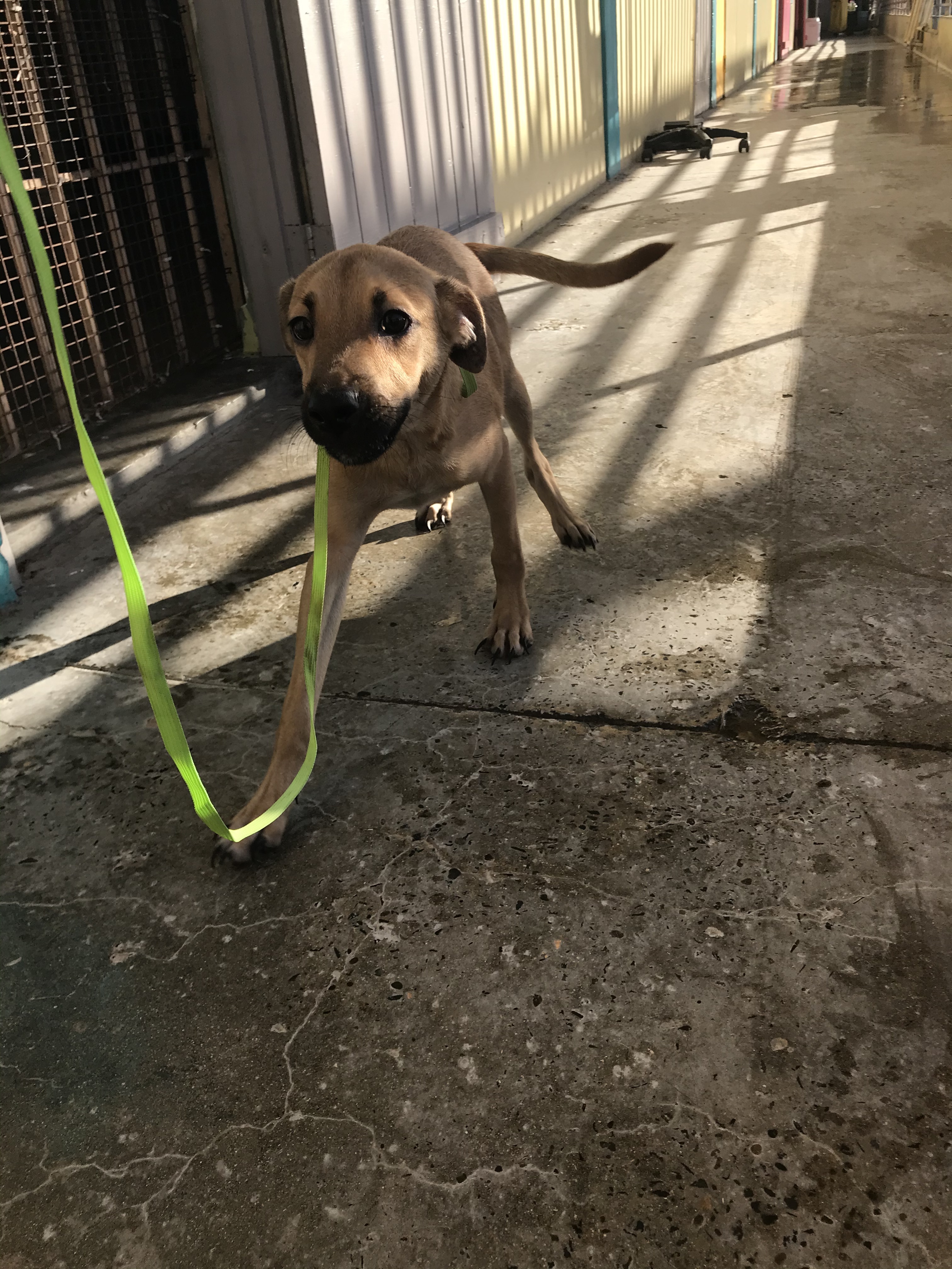 Lino, a Adoptable mixed breed in San Juan, PR image 3/6