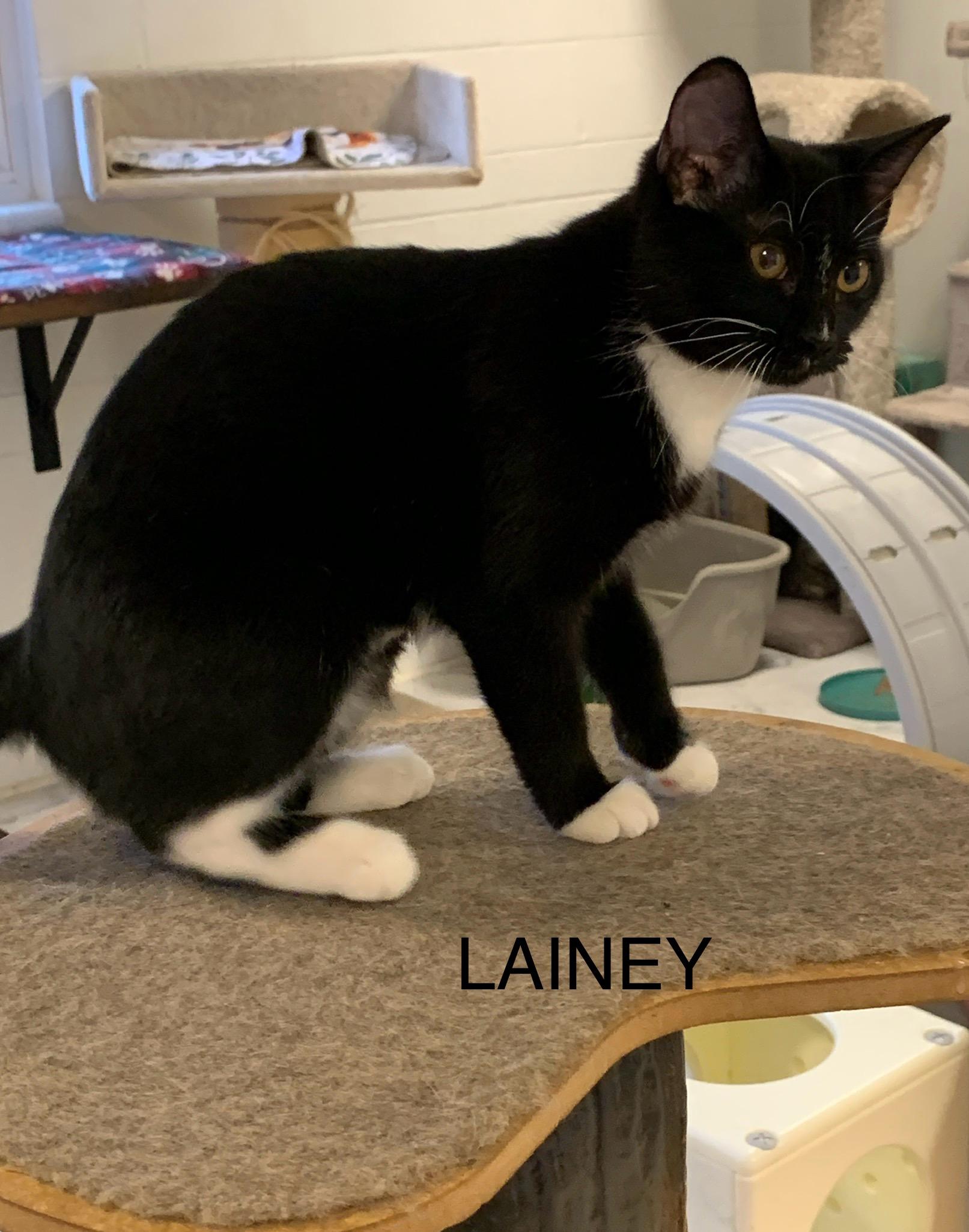 Enlarge Lainey, a Adoptable Domestic Short Hair in Saint Charles, MO image 1/1