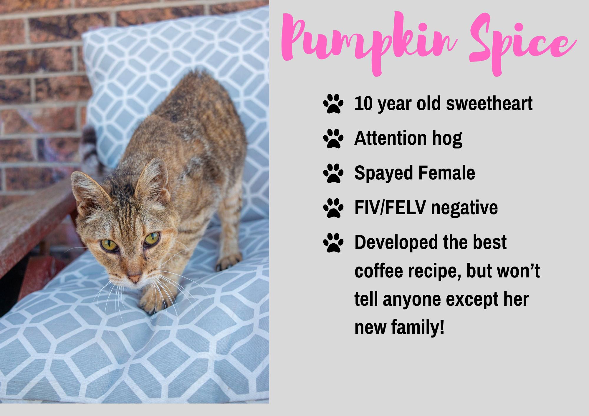 Pumpkin Spice, Adopted, Senior Female Domestic Short Hair.