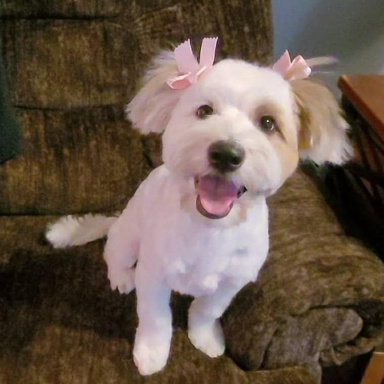 Paloma  COMING SOON, Adoptable, Young Female Coton de Tulear & Tibetan Terrier.