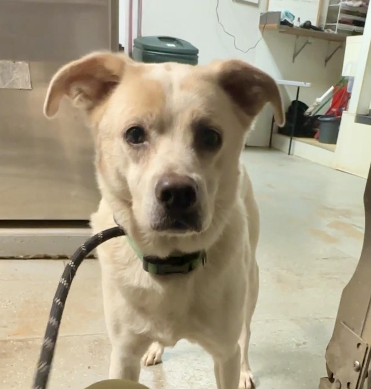 Enlarge Giggles, a ADOPTABLE mixed breed in Marietta, GA image 1/2