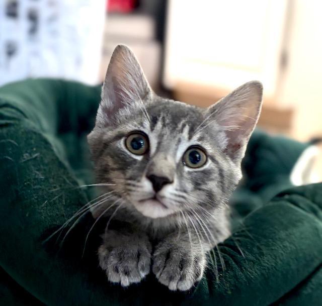 Enlarge Trip, a Adoptable mixed breed in Pawtucket, RI image 1/4