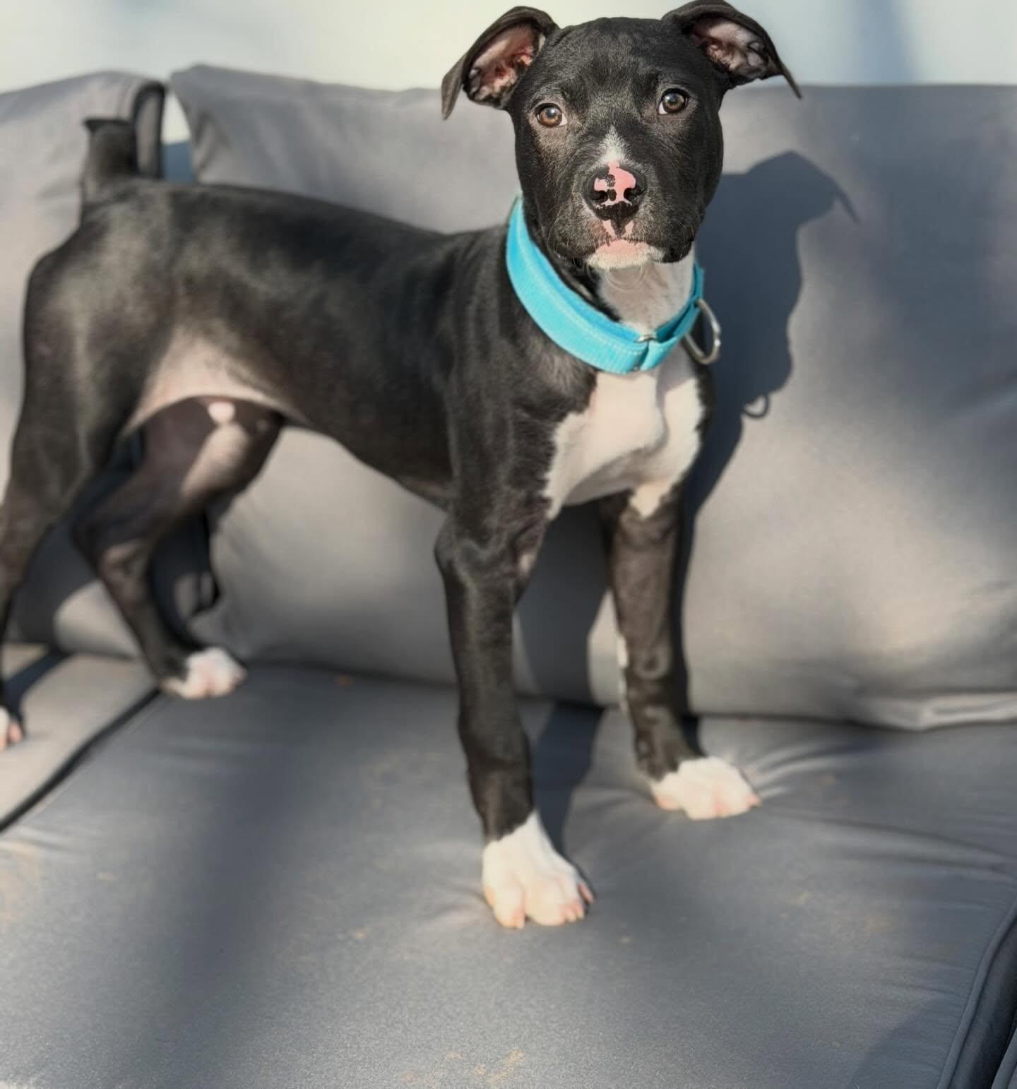 Beau, Adoptable, Puppy Male Pit Bull Terrier.
