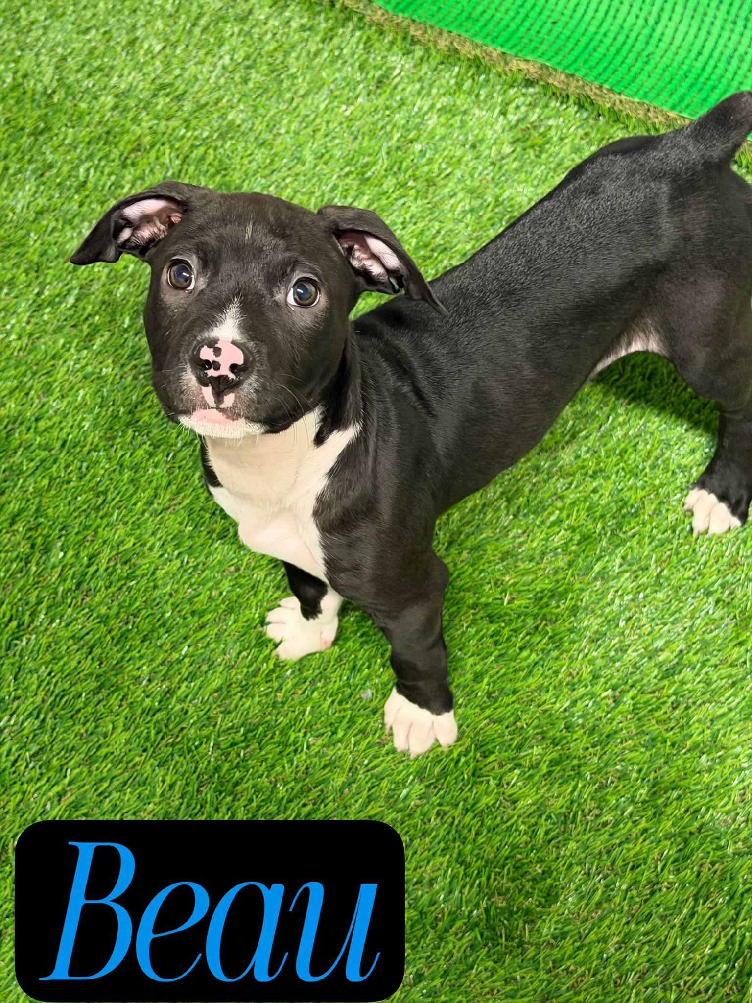 Enlarge Beau, a Adoptable mixed breed in Hewitt, NJ image 2/2