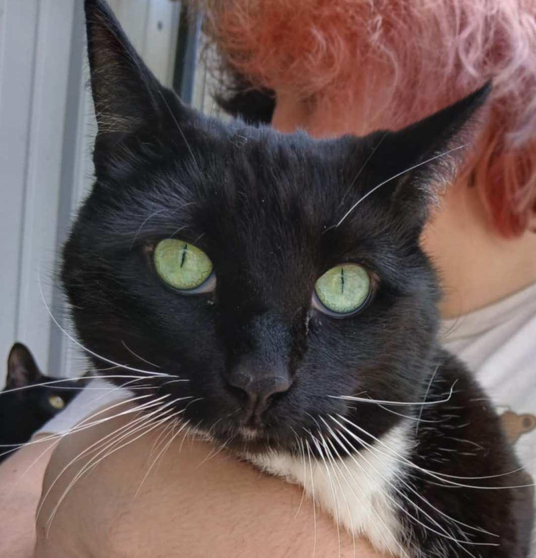 Jackson, an adoptable Domestic Short Hair in Princeton, IN_image-1