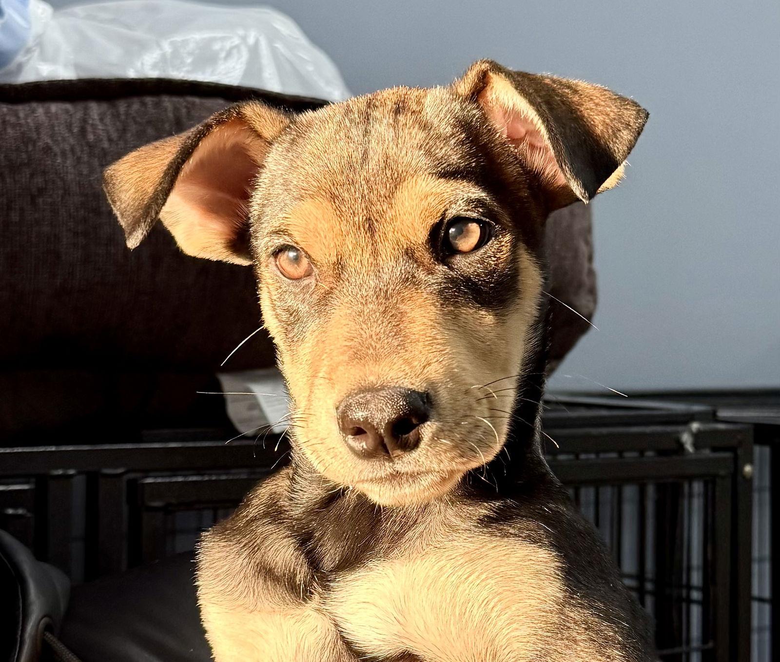 Mikaela, Adoptable, Puppy Female Shepherd.