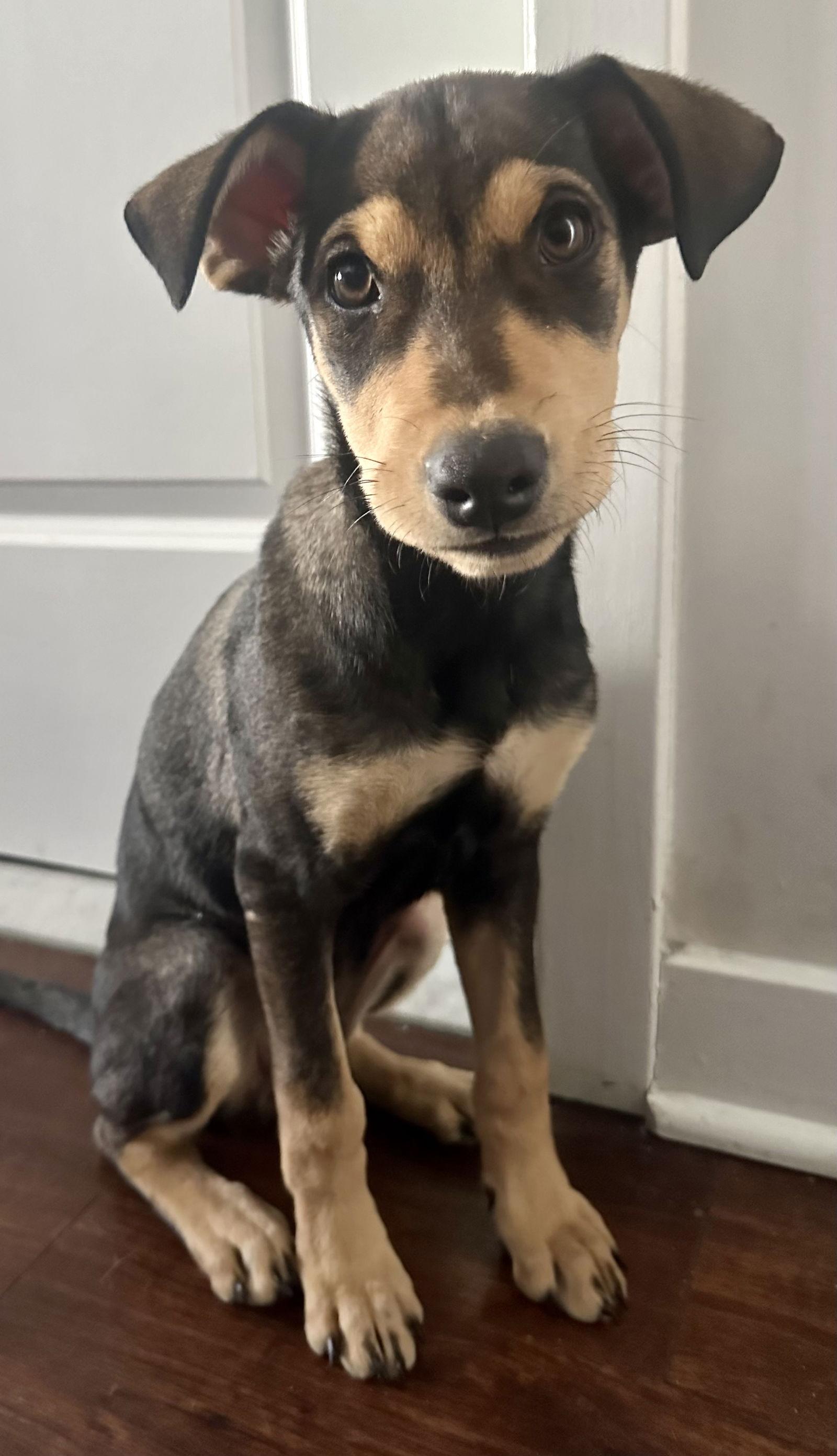 Mikaela, a Adoptable Shepherd in Lake Hopatcong, NJ image 3/3