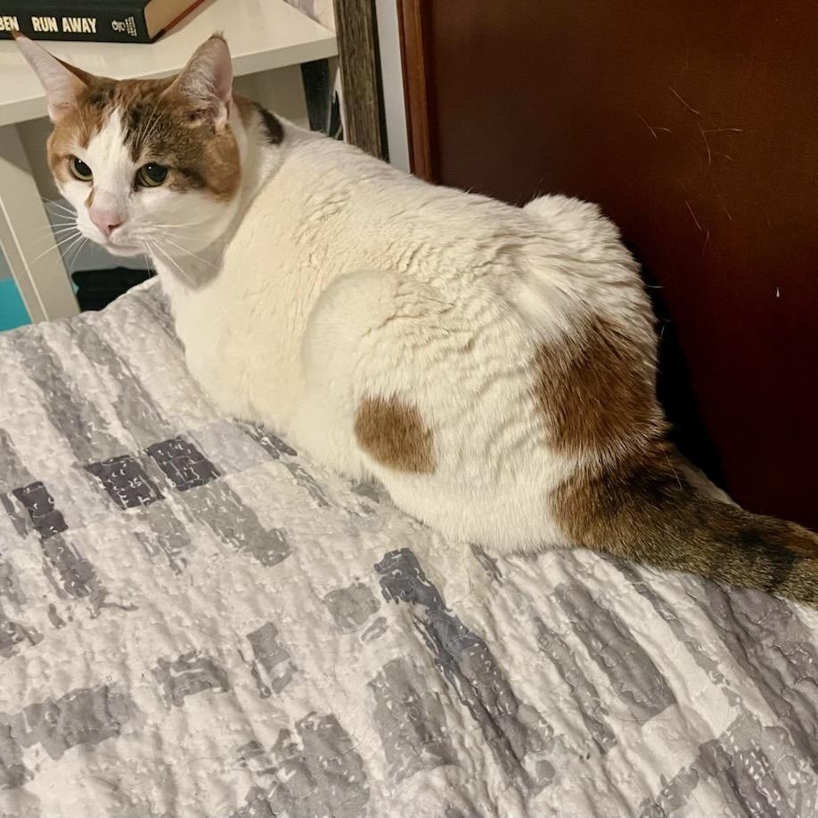 Enlarge Sophie, a ADOPTABLE mixed breed in Hamilton, ON image 3/6