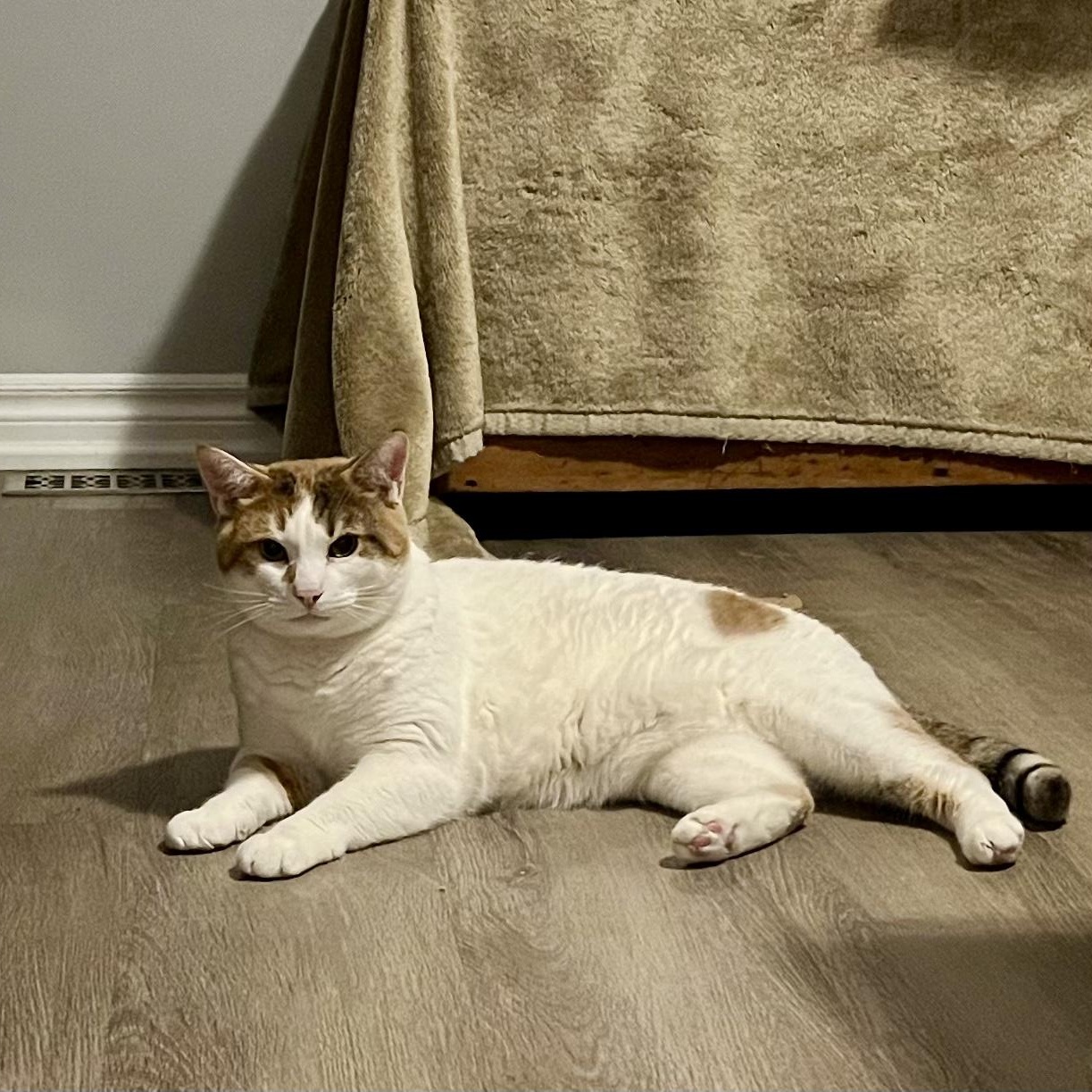 Enlarge Sophie, a ADOPTABLE mixed breed in Hamilton, ON image 4/6