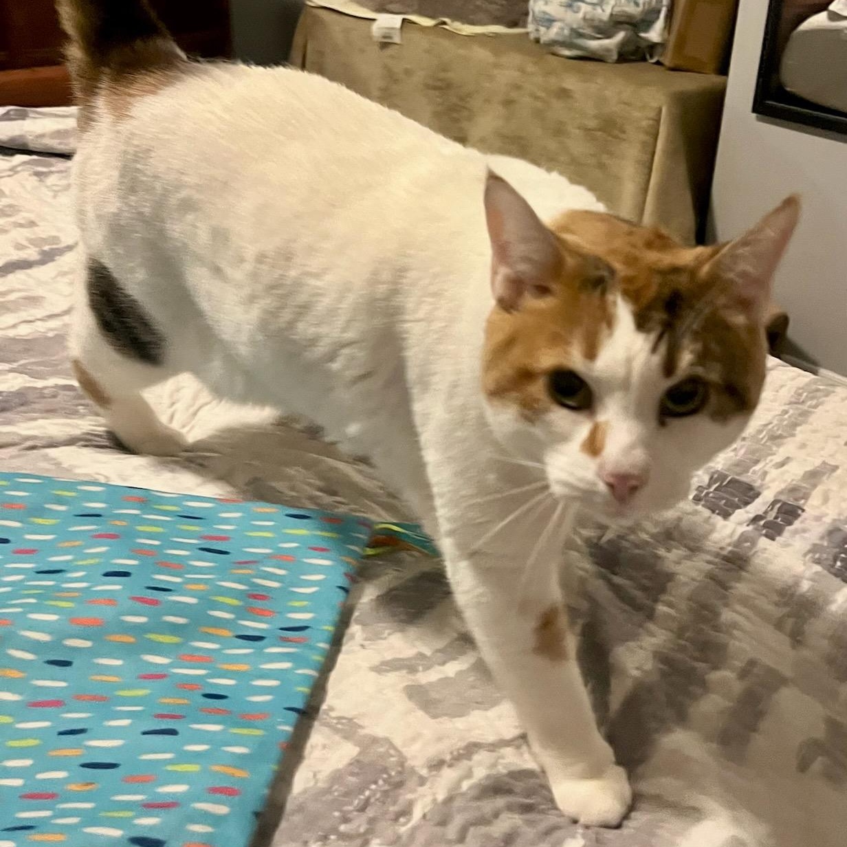 Enlarge Sophie, a ADOPTABLE mixed breed in Hamilton, ON image 2/6