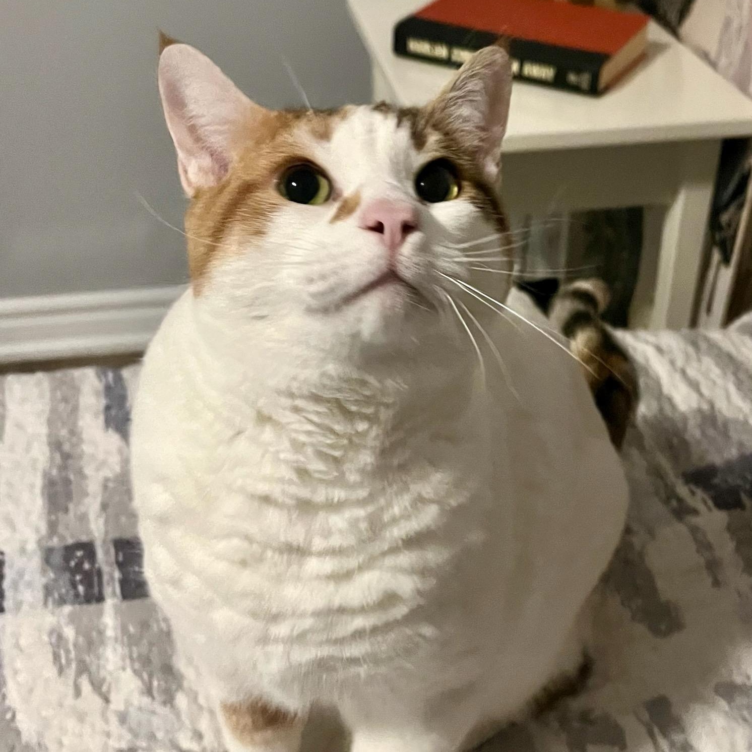 Sophie, ADOPTABLE, Adult Female Domestic Short Hair.