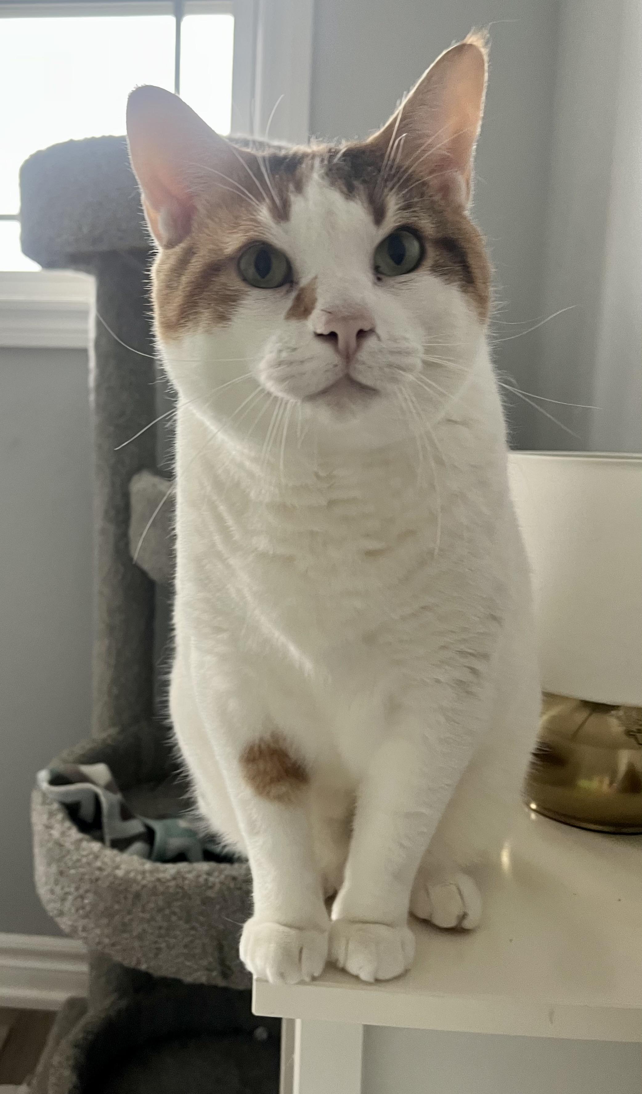Enlarge Sophie, a ADOPTABLE mixed breed in Hamilton, ON image 2/5