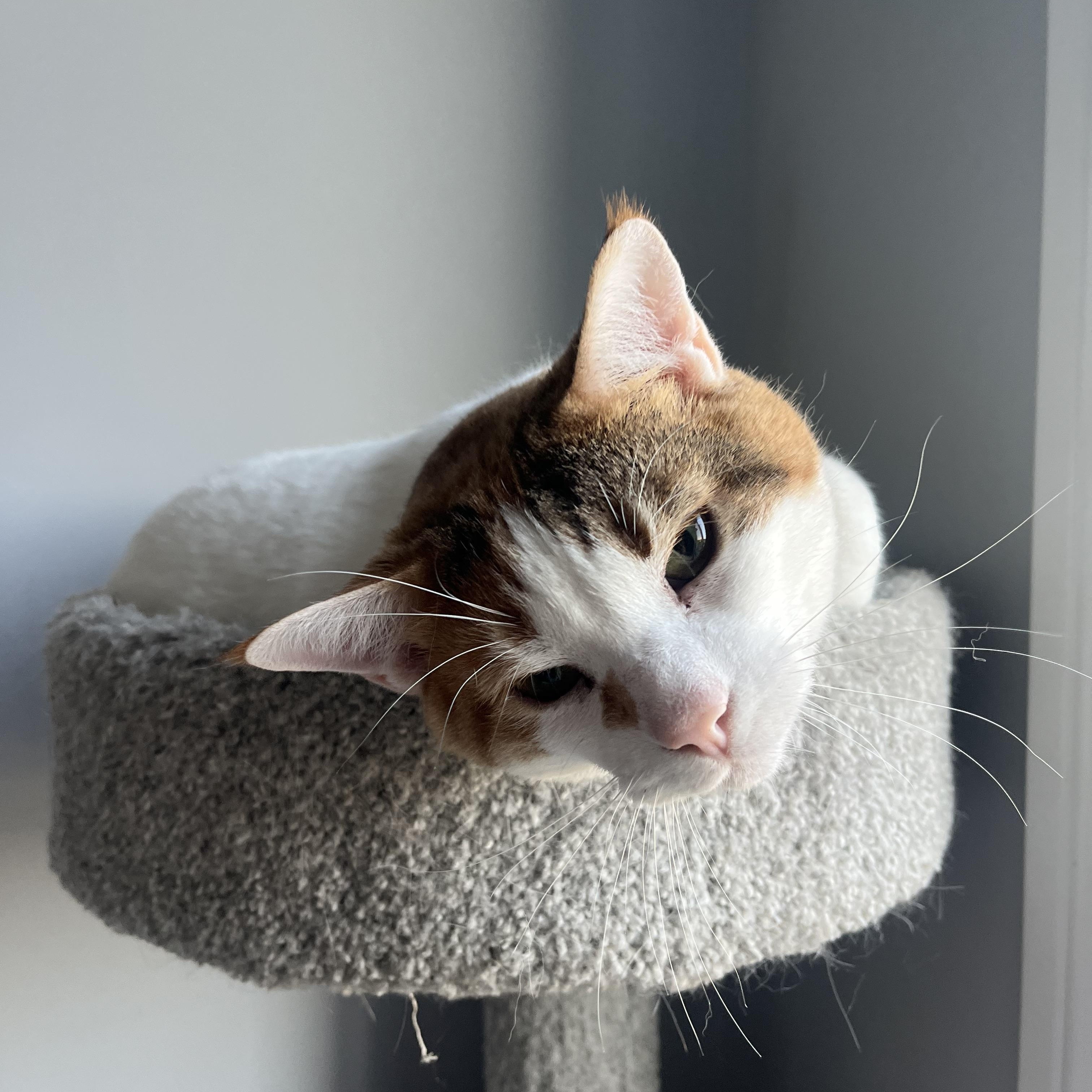 Sophie, ADOPTABLE, Adult Female Domestic Short Hair.