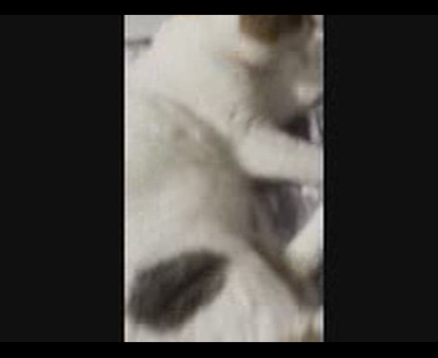 Enlarge Sophie, a ADOPTABLE mixed breed in Hamilton, ON video 5/6