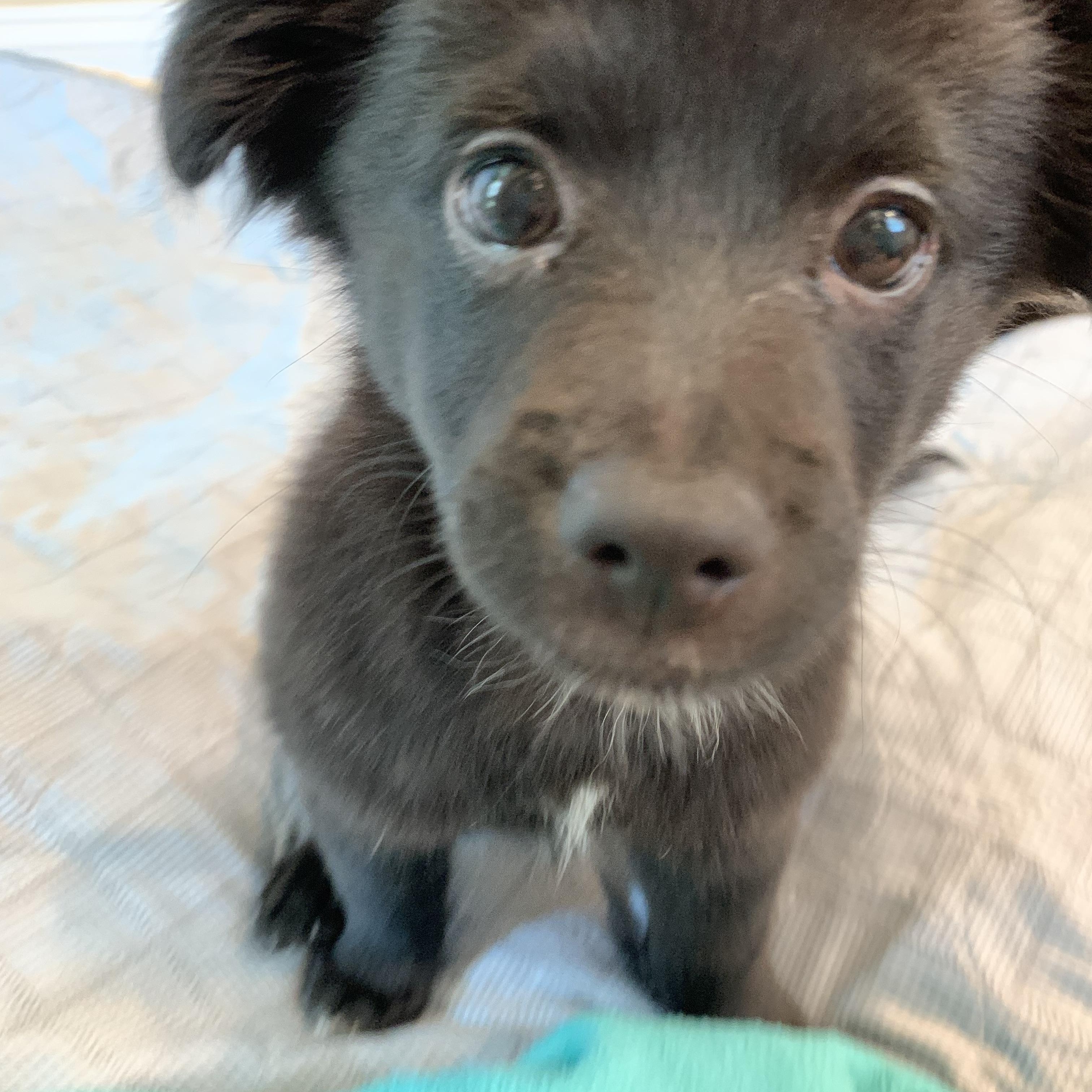 Enlarge Walter (Foster to Adopt), a Adoptable mixed breed in Durham, NC image 1/6