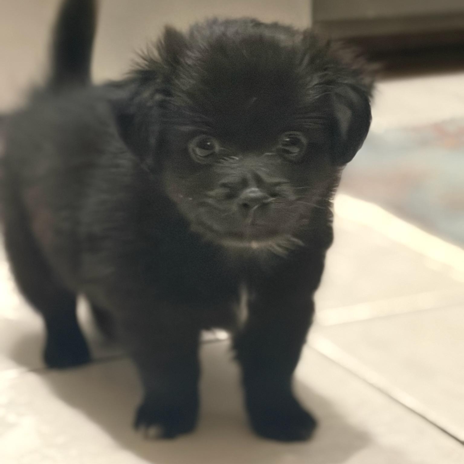 Walter (Foster to Adopt), ADOPTABLE, Puppy Male Chihuahua & Terrier.