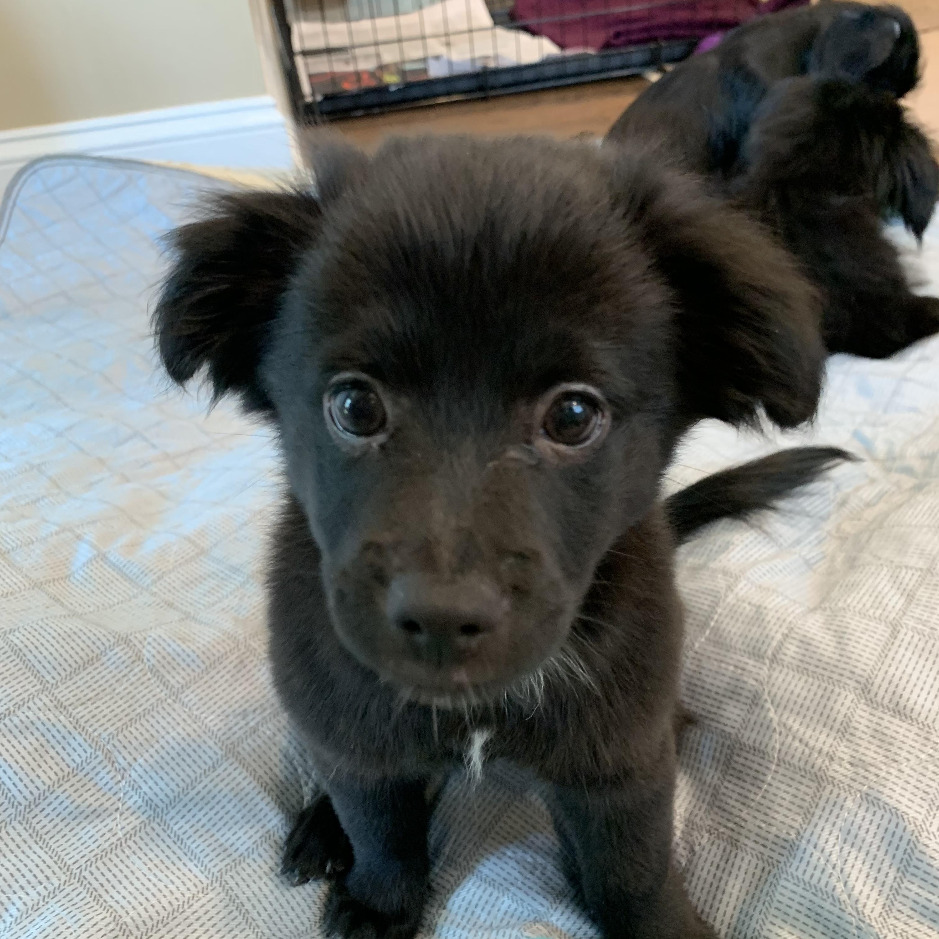 Enlarge Walter (Foster to Adopt), a Adoptable mixed breed in Durham, NC image 5/6