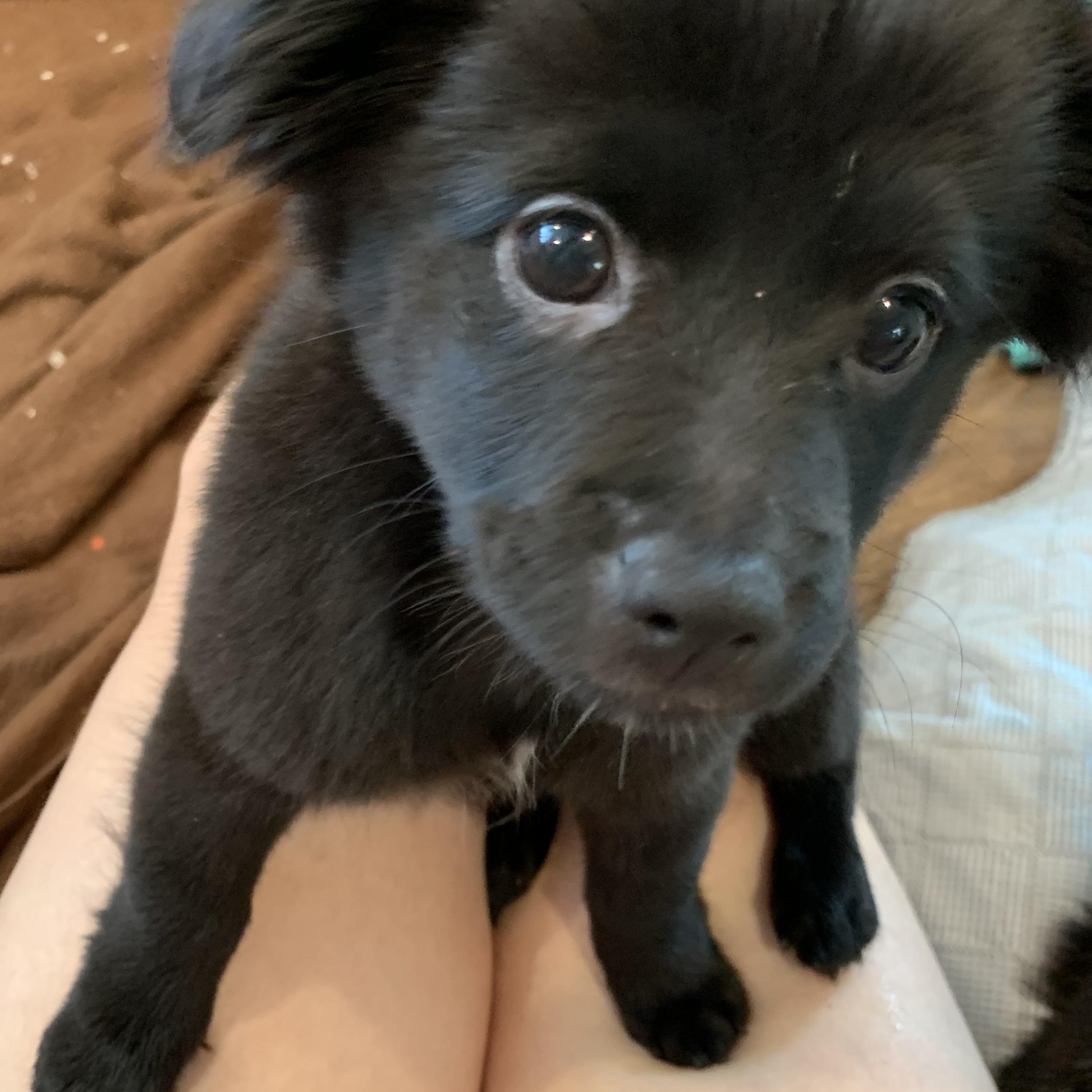 Enlarge Walter (Foster to Adopt), a Adoptable mixed breed in Durham, NC image 6/6