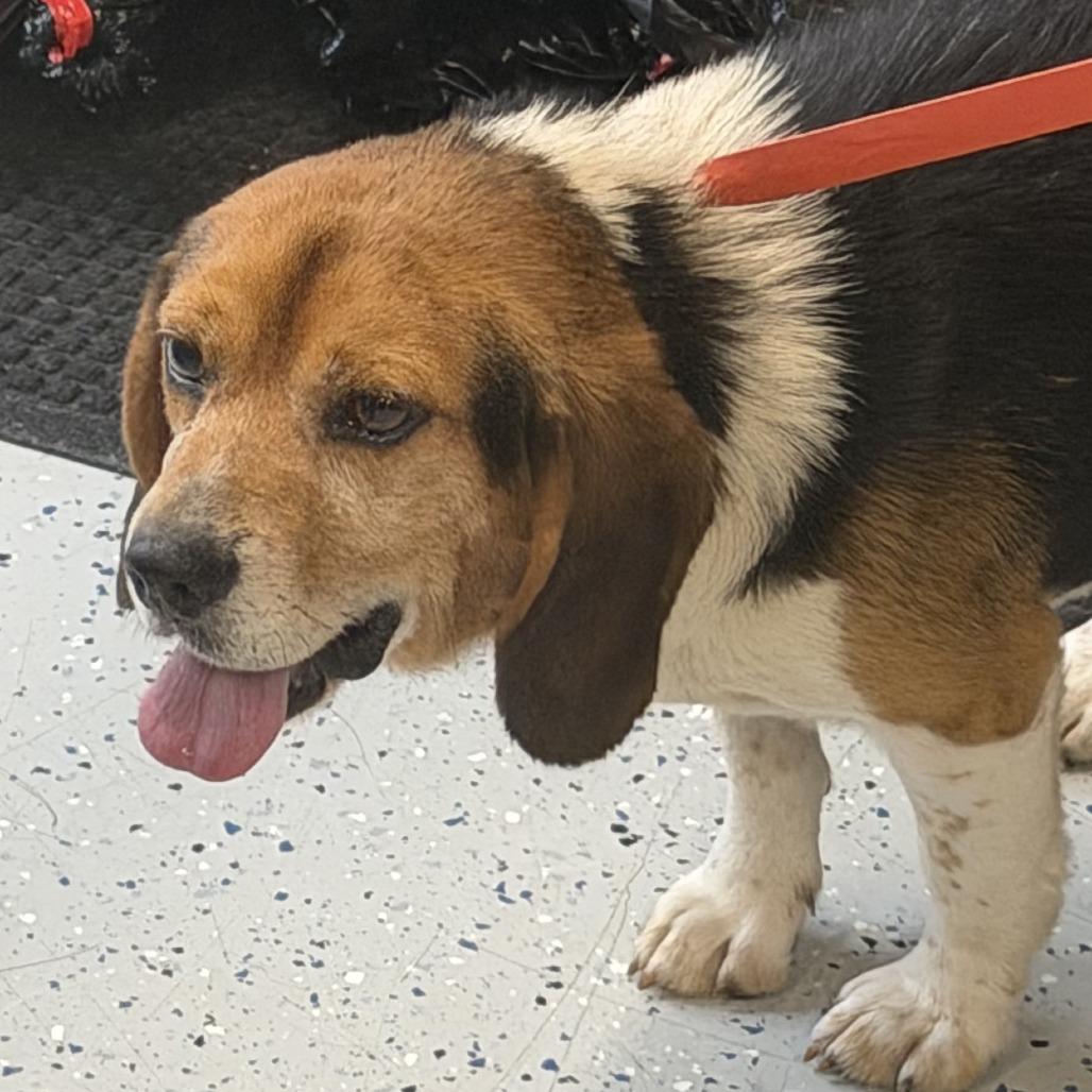 Montgomery, a Adoptable Beagle in Marion, VA image 1/3