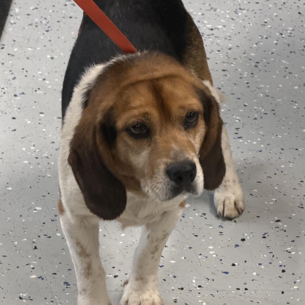 Montgomery, a Adoptable Beagle in Marion, VA image 2/3