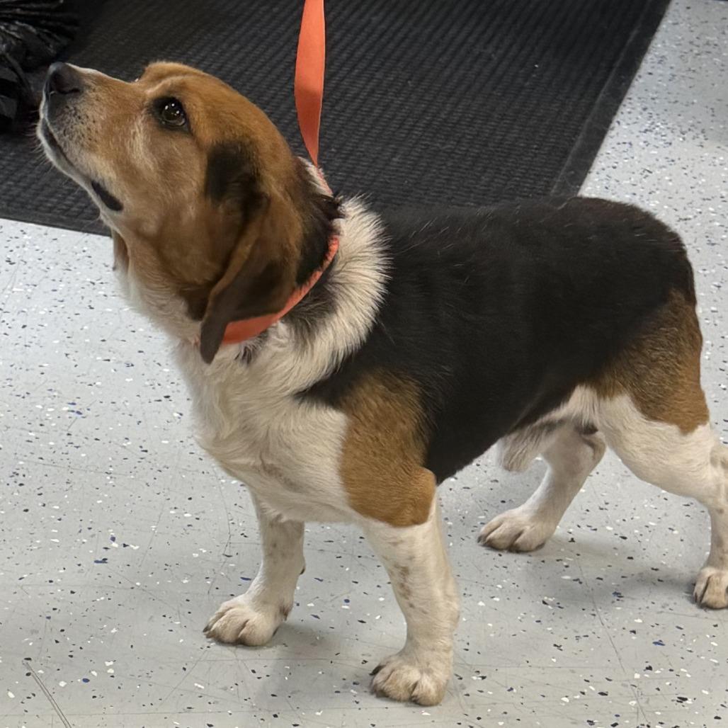 Montgomery, a Adoptable Beagle in Marion, VA image 3/3