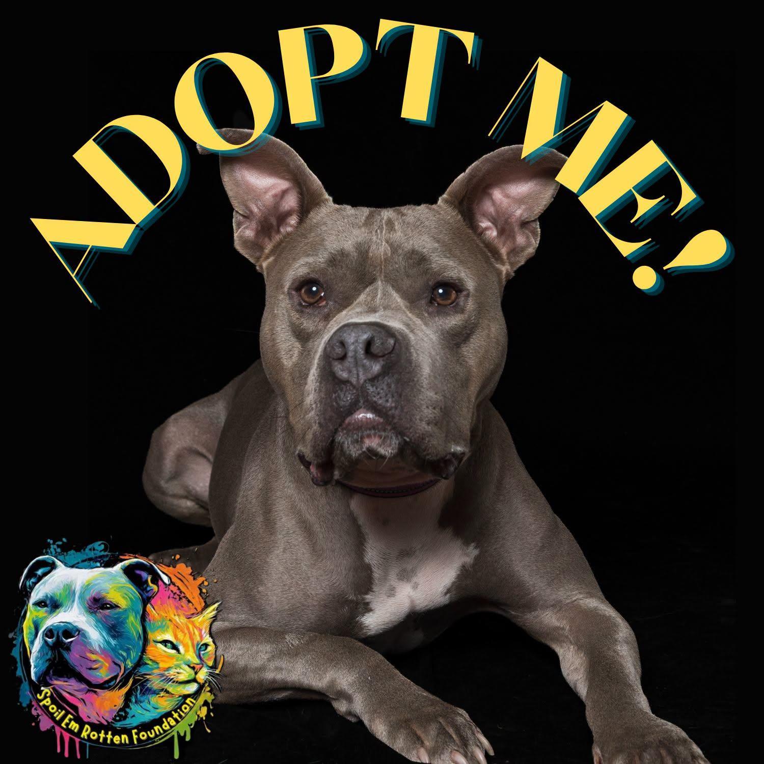 Enlarge Murphy (formerly known as Morgan), a Adoptable American Staffordshire Terrier in Cincinnati, OH image 1/3