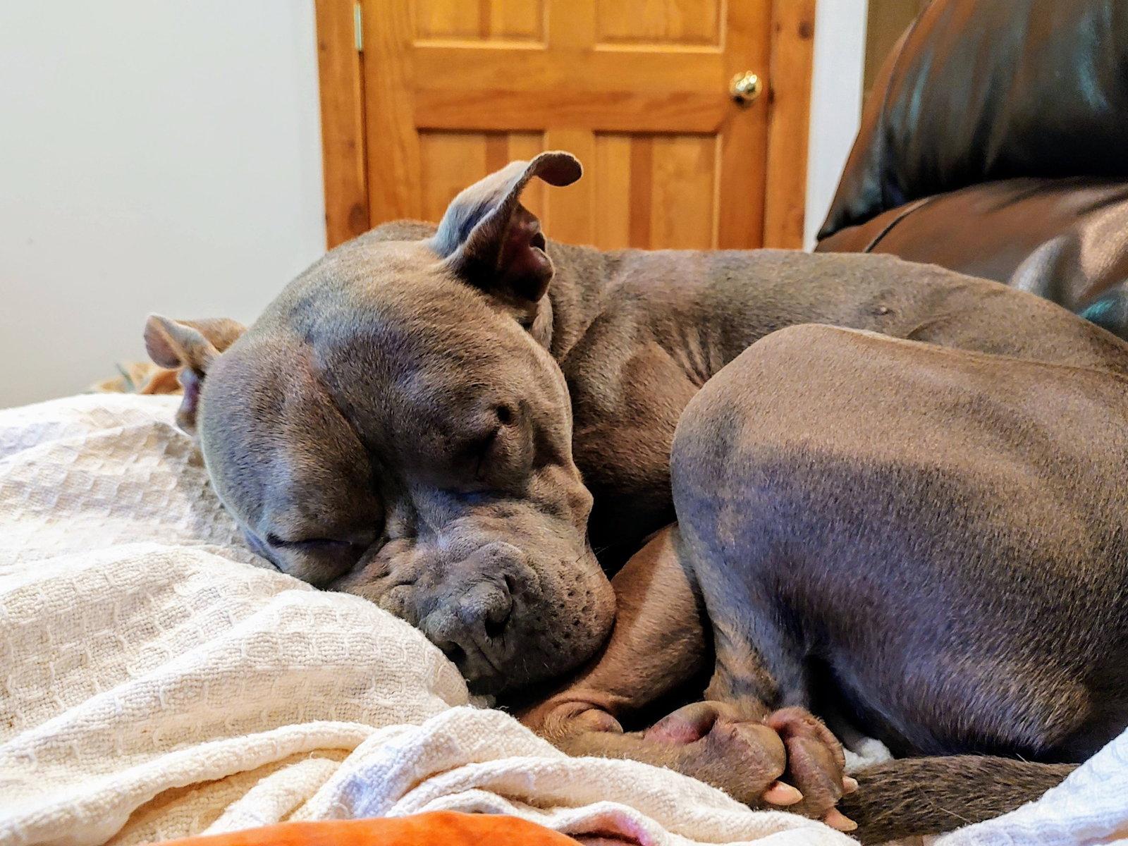 Enlarge Murphy (formerly known as Morgan), a Adoptable American Staffordshire Terrier in Cincinnati, OH image 2/3