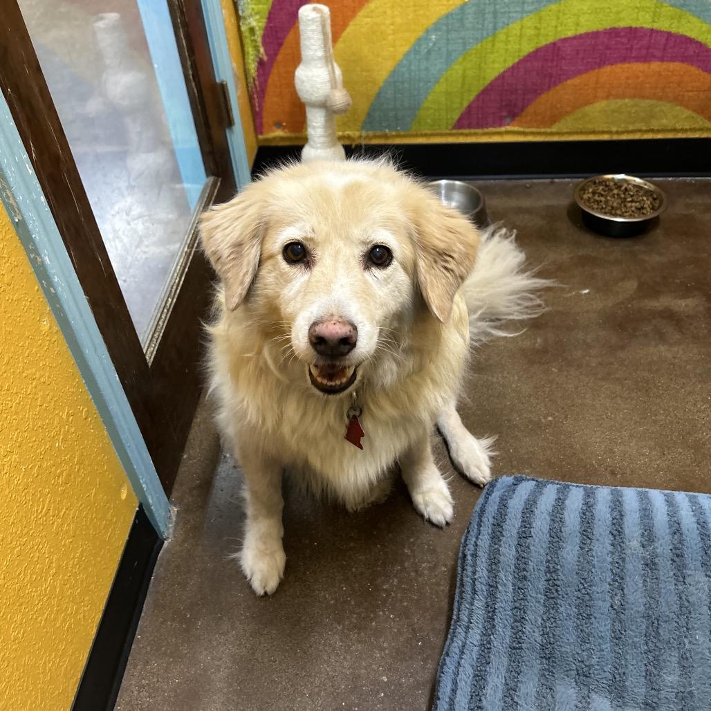 Lilly, Adoptable, Senior Female Golden Retriever.