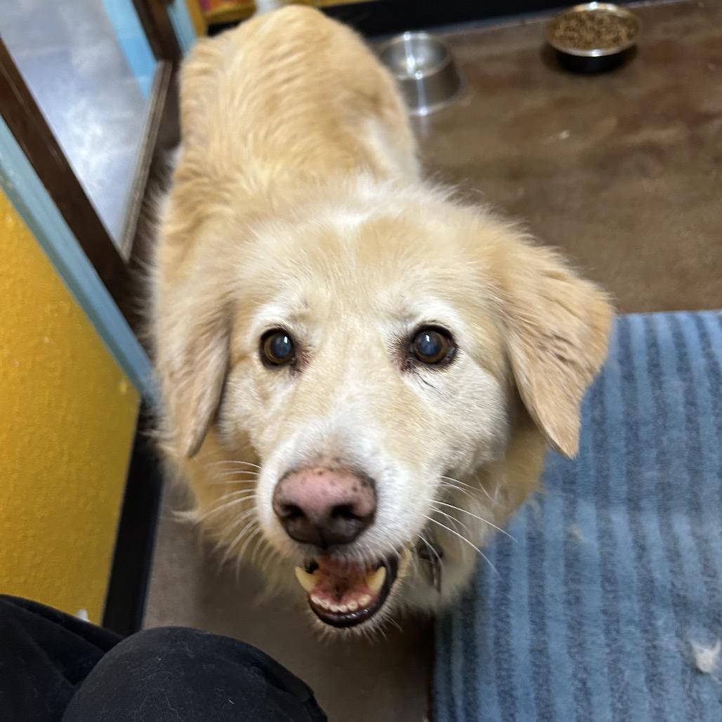 Enlarge Lilly, a Adoptable Golden Retriever in Springfield, MO image 2/3