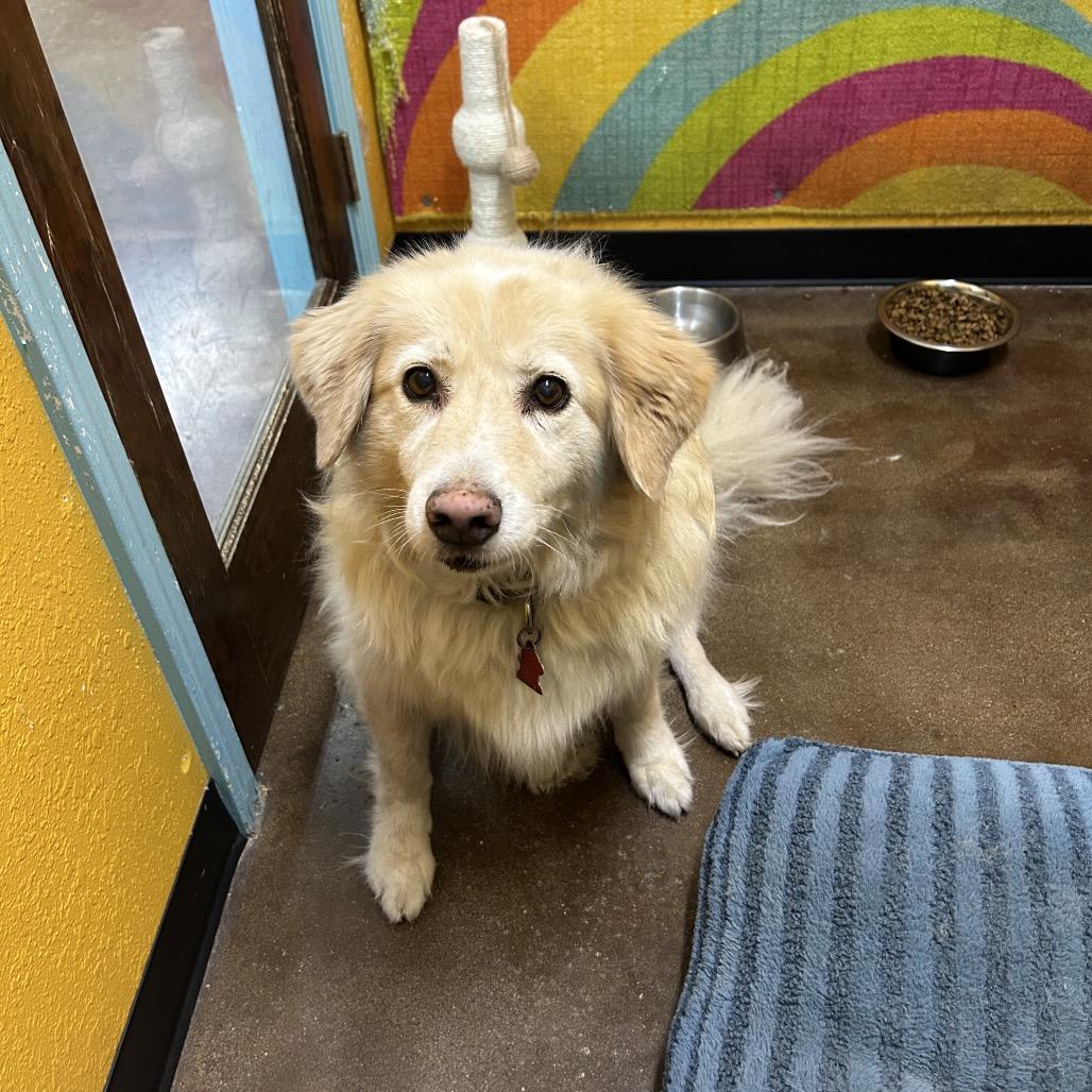 Enlarge Lilly, a Adoptable Golden Retriever in Springfield, MO image 3/3