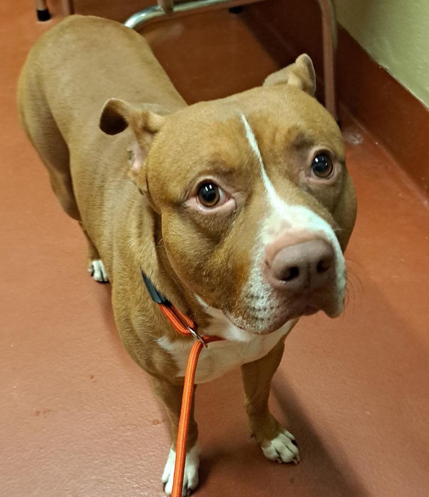 Buford, Adoptable, Adult Male Mixed Breed.