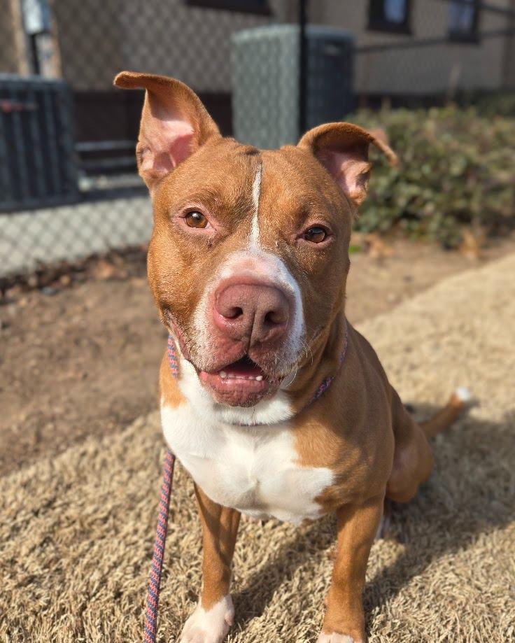 Enlarge Buford, a Adoptable mixed breed in Douglasville, GA image 2/4